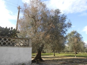 Olivi colpiti da Xylella nelle campagne collepassesi