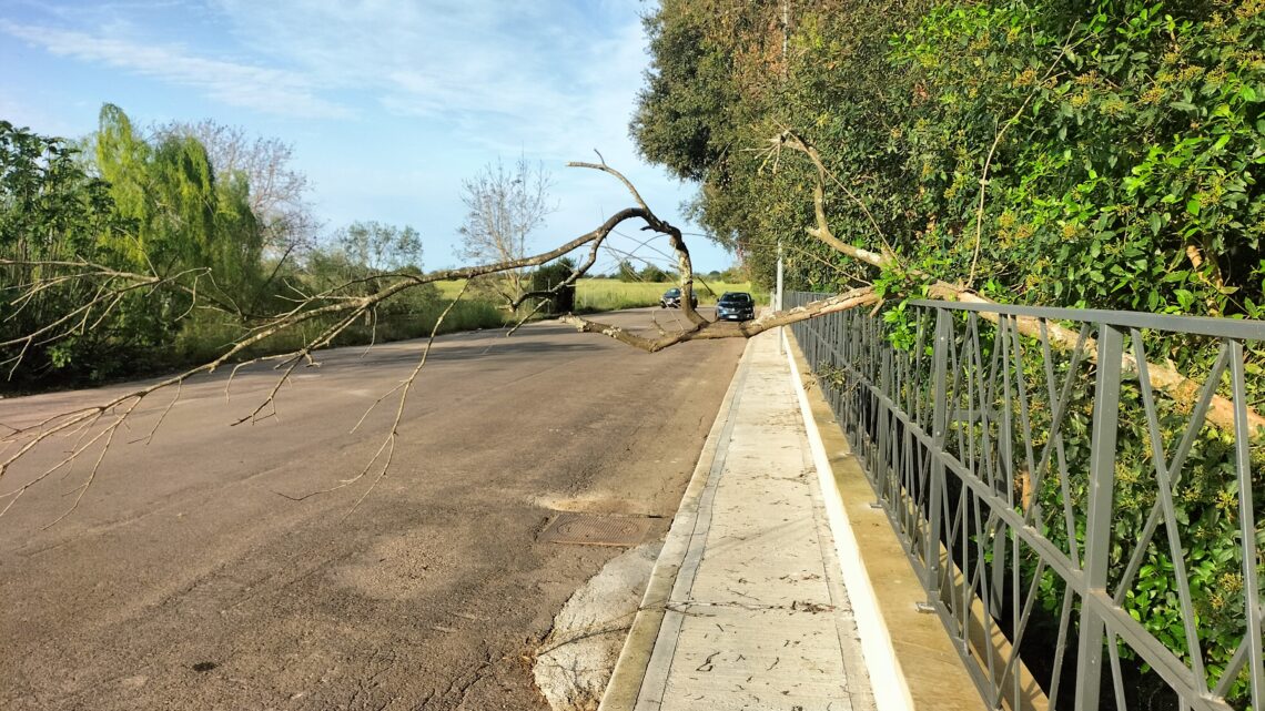 La “foto del giorno”: il tronco “caduto” ieri, “addormentatosi” sulla recinzione del Bosco… e tuttora abbandonato e pericoloso