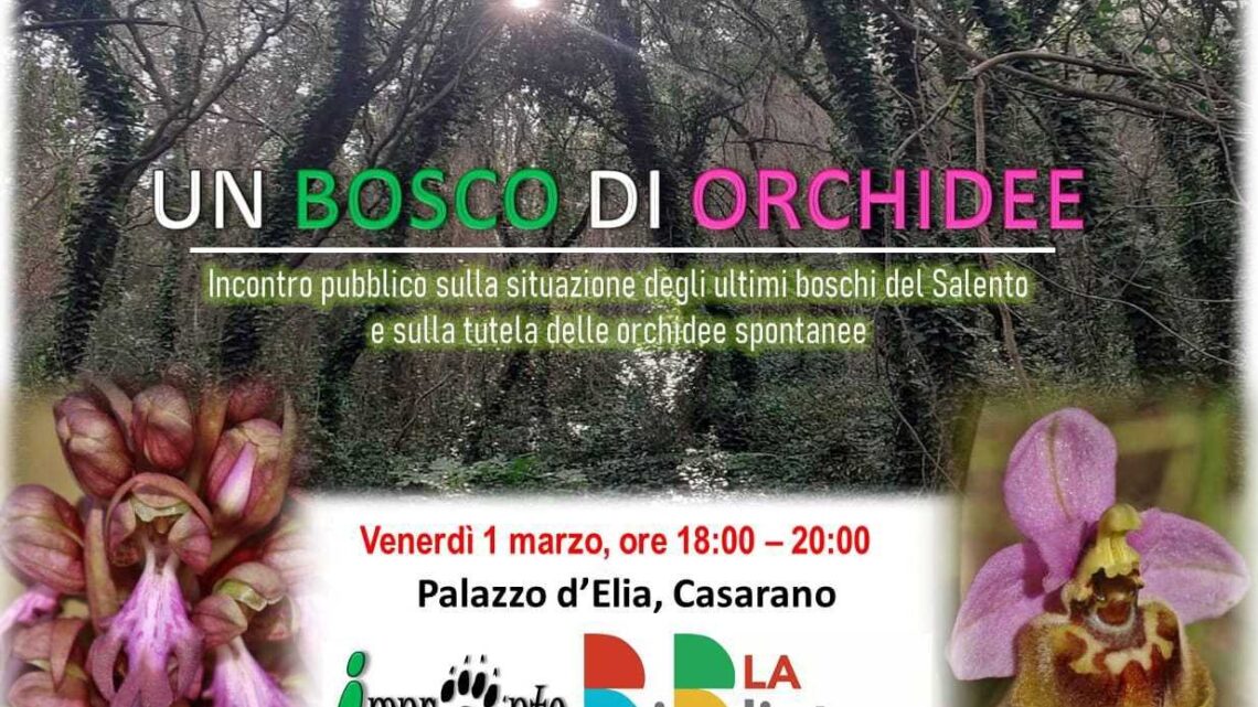 Situazione dei boschi nel Salento e tutela delle orchidee spontanee: incontro a Casarano presso Palazzo D’Elia (1° marzo, ore 18-20)