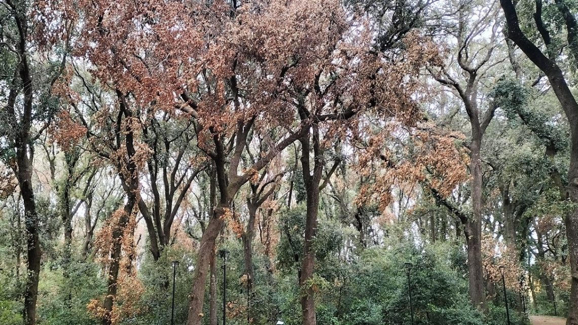 Lo stato pietoso e comatoso di un Bosco che muore: i lecci seccano… mentre la Manta è impegnata sempre su facebook