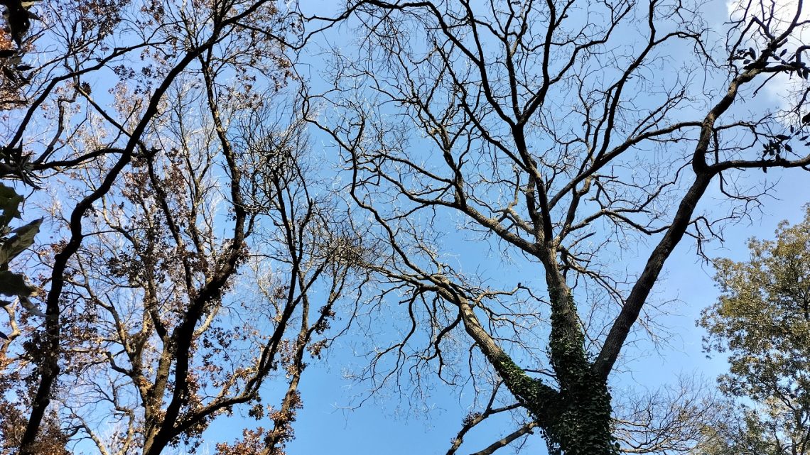 Le “foto del giorno”: “Natura morta”, opere della mostra di Marró nel Parco Bosco