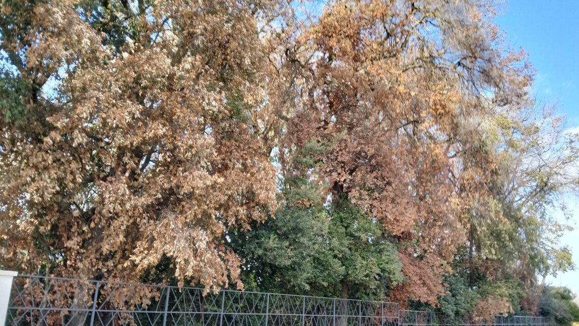 21 novembre, Festa nazionale degli Alberi… e il Bosco di Collepasso muore!