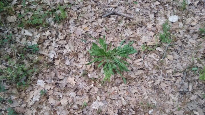 La “foto del giorno”: la Natura si riprende il desolato Bosco