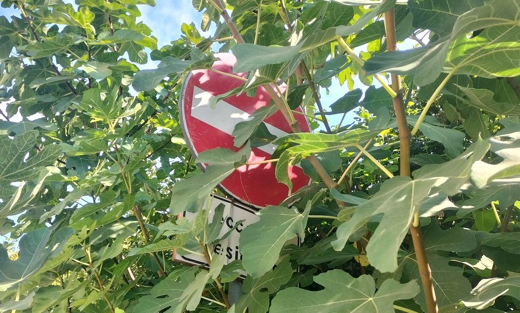 La “foto del giorno”: l’invisibile divieto d’accesso nascosto da un albero di fico sul prolungamento di via Molloni