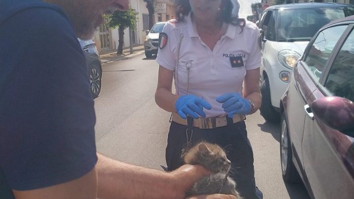 Il lungo e complicato salvataggio di un gattino “prigioniero” nel cofano di un’auto