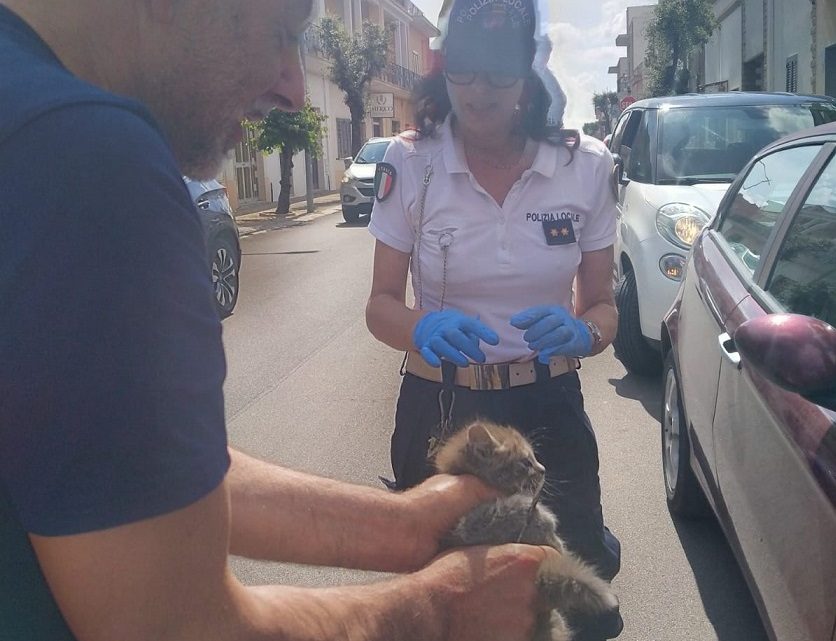 Il lungo e complicato salvataggio di un gattino “prigioniero” nel cofano di un’auto