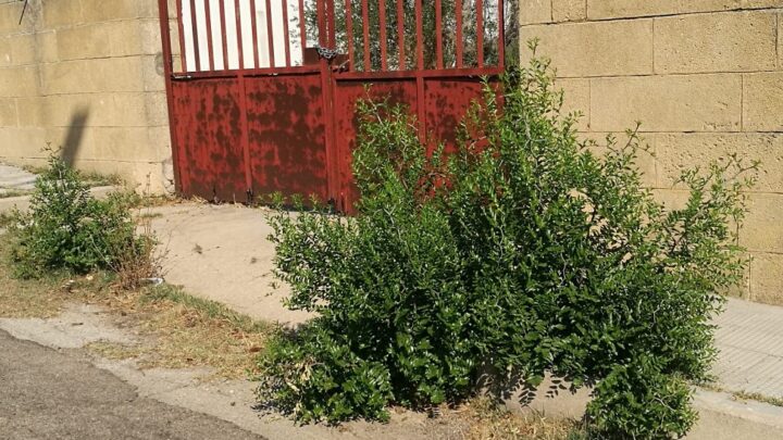 Le “foto del giorno”: “brodo di giuggiole” per tutti