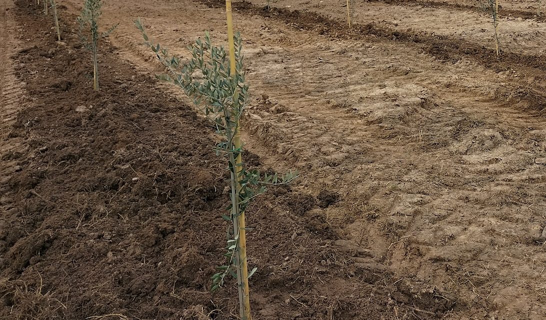 Rubati 280 alberelli di ulivo, in agro di Supersano, ad un produttore agricolo di Collepasso