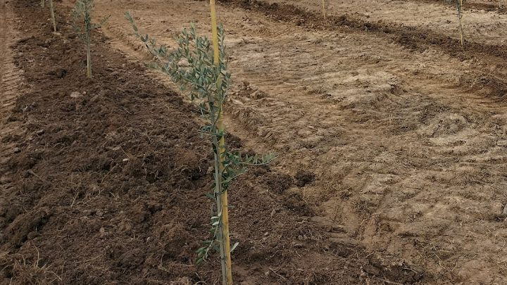 Rubati 280 alberelli di ulivo, in agro di Supersano, ad un produttore agricolo di Collepasso